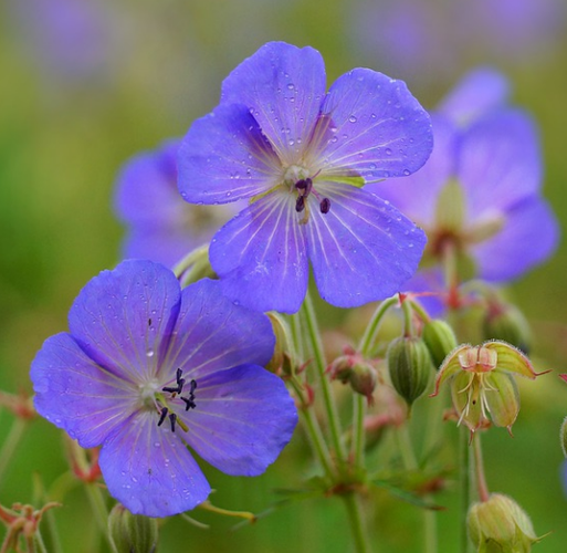 Pelargonier